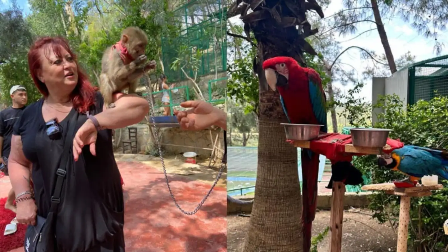 LİON SAFARİ AND GREEN CANYON BOAT TOUR 