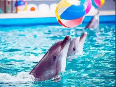 Dolphin Show