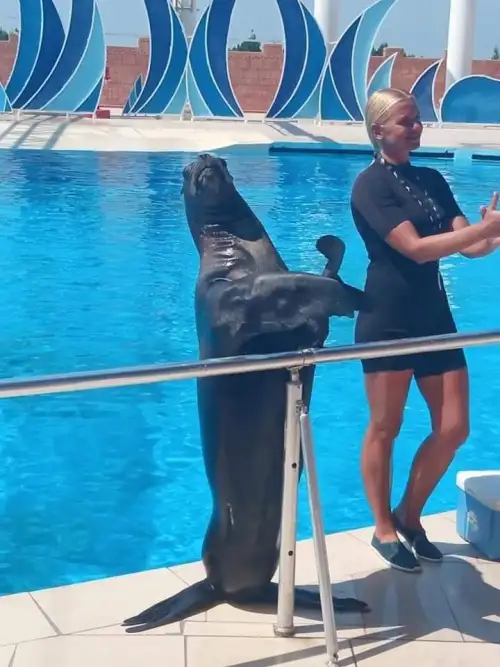 Dolphin Show