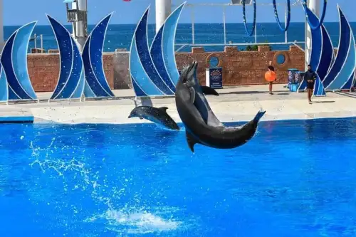Dolphin Show