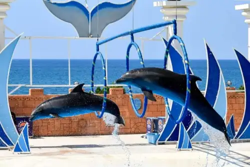 Dolphin Show