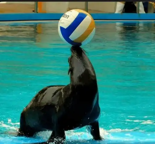 Dolphin Show