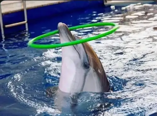 Dolphin Show