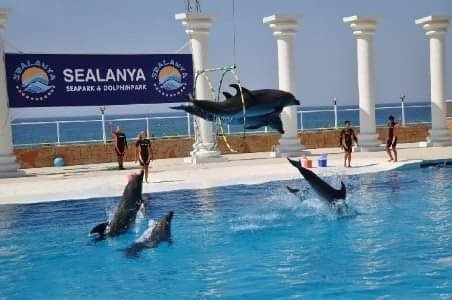Dolphin Show