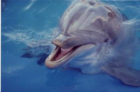 Dolphin Show
