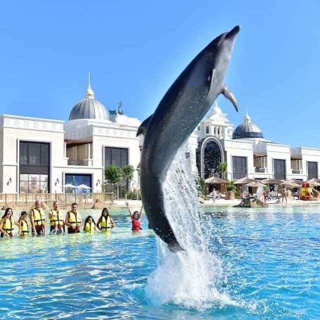 Dolphin Show