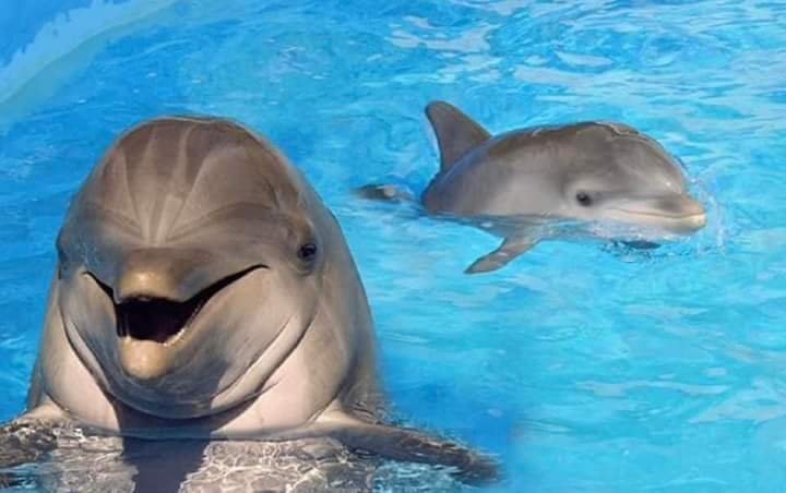 Dolphin Show