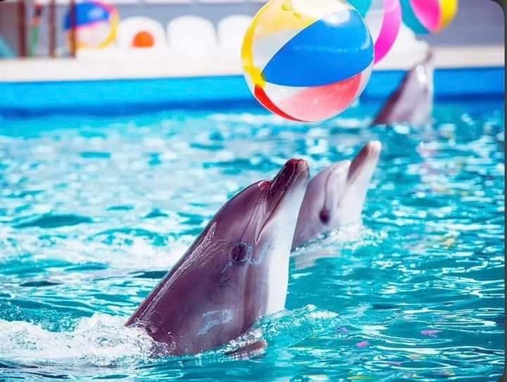 Dolphin Show