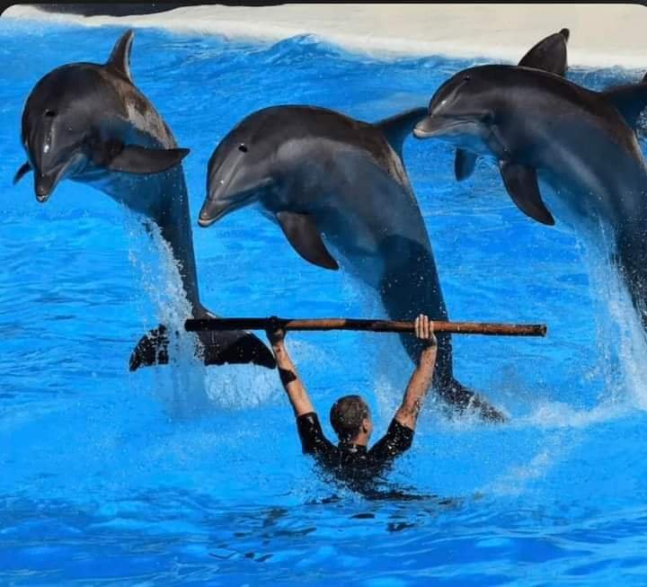 Dolphin Show